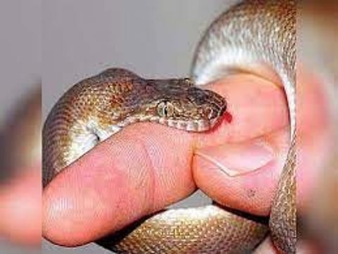 மூதாட்டி சிகிச்சை பலனின்றி உயிரிழப்பு