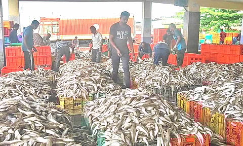 குளச்சல் மீன்பிடி துறைமுகத்தில் குவிந்த கொழிசாளை மீன்கள் கோழி தீவனத்திற்காக விற்பனை செய்யப்படுகிறது