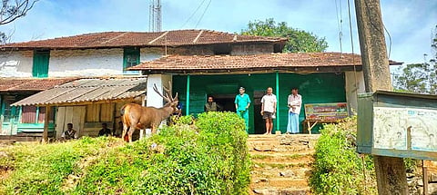 தேயிலை தோட்ட பகுதியில் சுற்றி திரியும் மிளாவை படத்தில் காணலாம்