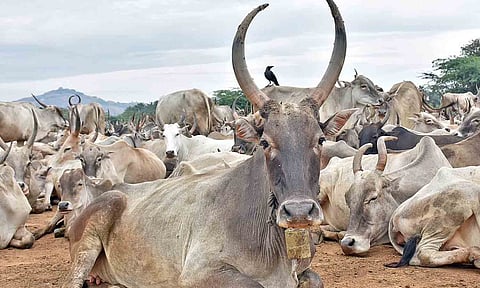 கோப்புபடம். 