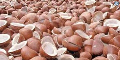 ரூ.11 லட்சத்து 99 ஆயிரத்துக்கு தேங்காய் பருப்பு ஏலம்