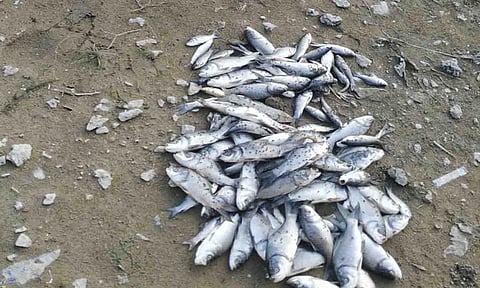 செத்து மிதக்கும் மீன்களை படத்தில் காணலாம்.