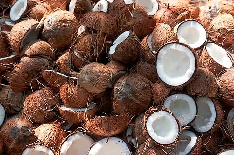 வெப்பிலி ஒழுங்குமுறை விற்பனை கூடத்தில் தேங்காய்கள் ஏலம்