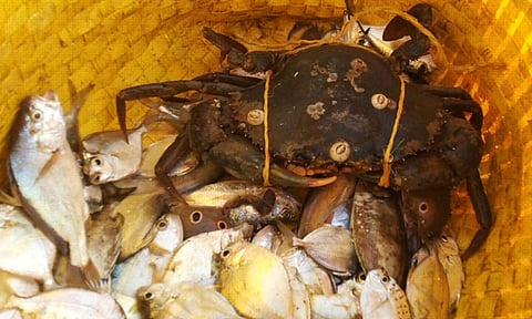 பக்கிங்காம் கால்வாய் முகத்துவார பகுதியில் பிடிபடும் நண்டுகளுக்கு கிராக்கி: கிலோ ரூ.1000-வரை விற்பனை