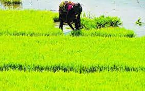 திருச்சி மாவட்டத்தில் 50 ஆயிரம் எக்டேரில் சம்பா சாகுபடி செய்ய முயற்சி