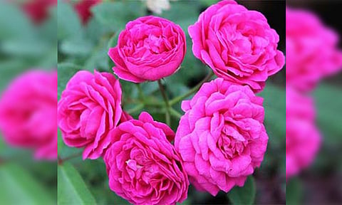 கோப்பு படம்.
