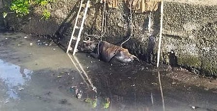 கழிவு நீர் வடிகாலில் தவறி விழுந்த மாடு