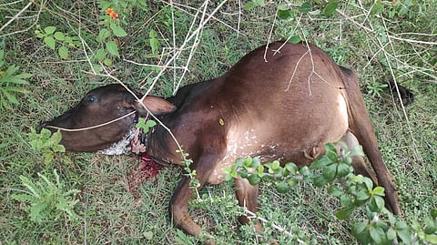 புலியை கூண்டு வைத்து பிடிக்க பொதுமக்கள் வலியுறுத்தல்