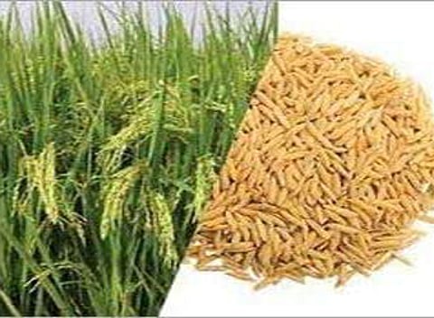 கருங்குளம் வட்டாரத்தில் 50சதவீத மானியத்தில் பூங்கார் ரக நெல் விதை -வேளாண்மை உதவி இயக்குனர் தகவல்