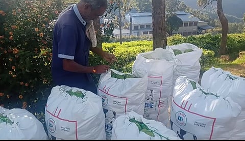 மேரக்காய் விளைச்சல் அதிகரிப்பு