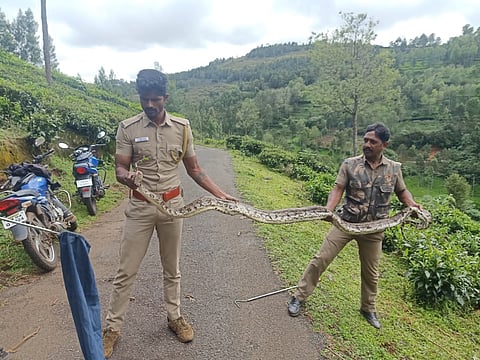 தேயிலை தோட்டத்தில் மலைப்பாம்பு பிடிபட்டது
