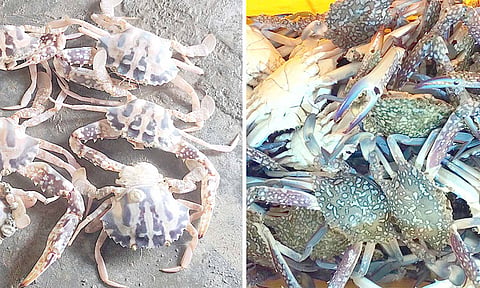 வலைகளில் படிபட்ட நீலக்கால், புள்ளி நண்டுகள்.