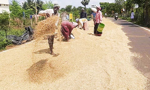 நெல்மணிகள் காய வைக்கும் பணியில் விவசாயிகள்.