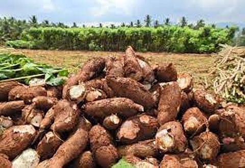 மரவள்ளி கிழங்கு விலை வீழ்ச்சி