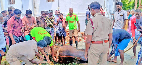 தீயணைப்பு வீரர்கள் பசுவை கயிறு கட்டி மீட்ட காட்சி.