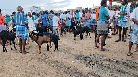 விராலிமலையில் களை கட்டிய ஆட்டு சந்தை