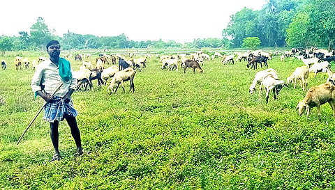ஆடுகள் கிடை அமைக்கும் பணியில் தொழிலாளி.