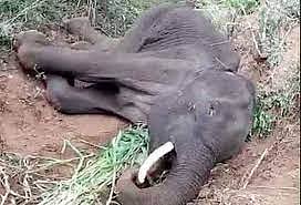 ரெயிலில் அடிபட்டு காயத்துடன் சுற்றிய மேலும் ஒரு யானை பலி