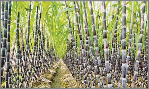 கூட்டுறவு சர்க்கரை ஆலைக்கு பதிவு செய்த கரும்பை விற்க கூடாது