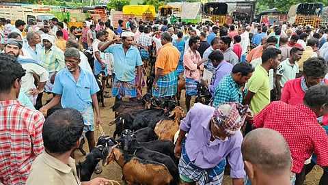 செஞ்சி வாரச்சந்தைக்கு விற்பனைக்கு வந்த ஆடுகளை படத்தில் காணலாம்.