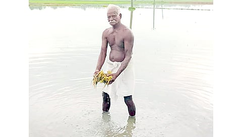 அழுகிய நாற்றுகளை வேதனையுடன் காண்பிக்கும் விவசாயி.