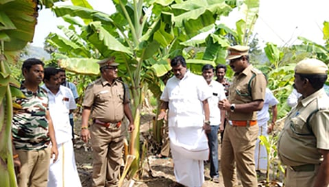 யானைகள் புகுந்து நாசப்படுத்திய வாழை தோட்டங்களை சதாசிவம் எம்.எல்.ஏ. பார்வையிட்ட போது எடுத்த படம்.