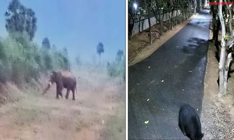 கல்லிடைக்குறிச்சி அருகே மலை அடிவாரப்பகுதியில் சுற்றி திரியும் ஒற்றை யானை, கரடி