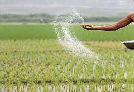 சம்பா சாகுபடியில் டி.ஏ.பி உரங்களுக்கு மாற்றாக காம்ப்ளக்ஸ் உரங்கள் பயன் படுத்தலாம் - வேளாண் அதிகாரி தகவல்