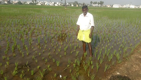 குமாரபாளையம் அருகே ஆலாங்காட்டுவலசு பகுதியில் குதிரைகள் சேதப்படுத்தி வயலை படத்தில் காணலாம். 