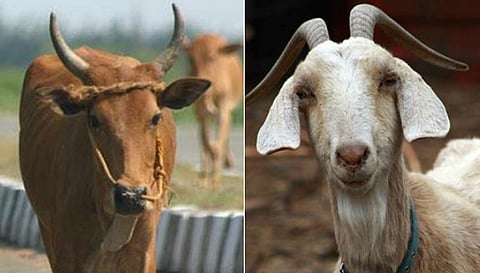 ரூ.87 லட்சத்துக்கு ஆடு, மாடு விற்பனை