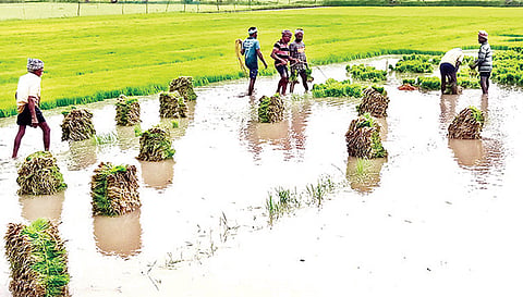 சம்பா நாற்று பறிக்கும் பணியில் ஈடுபட்டுள்ள தொழிலாளர்கள்.