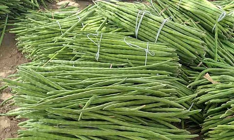 முருங்கைக்காய். 