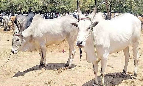 கோப்புபடம். 