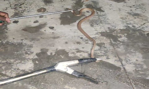 விஷ பாம்பு பிடிப்பட்டபோது எடுத்த படம் 