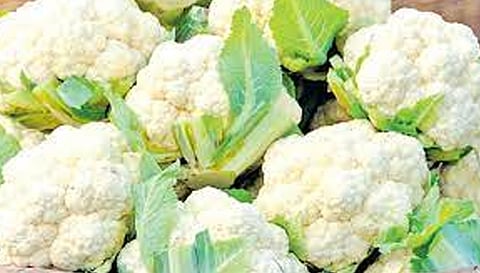 சேலம் மார்க்கெட்டுக்கு காலிபிளவர் வரத்து அதிகரிப்பு