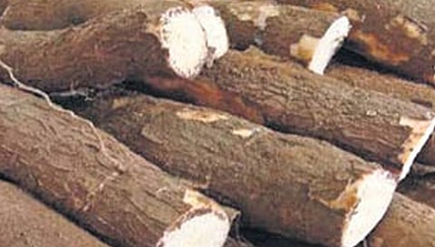 பரமத்திவேலூர் பகுதியில் மரவள்ளிக் கிழங்கு விலை உயர்வு
