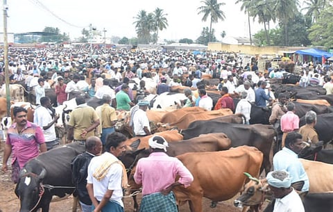 கருங்கல்பாளையம் சந்தையில் 90 சதவீதம் மாடுகள் விற்பனை