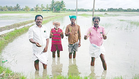 சம்பா பயிர்கள் மூழ்கியுள்ளதை வேதனையுடன் காண்பிக்கும் விவசாயிகள்.