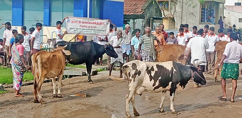 பெரம்பலூர் அயன்பேரையூரில் கால்நடைகளுக்கான இலவச மருத்துவ முகாம்