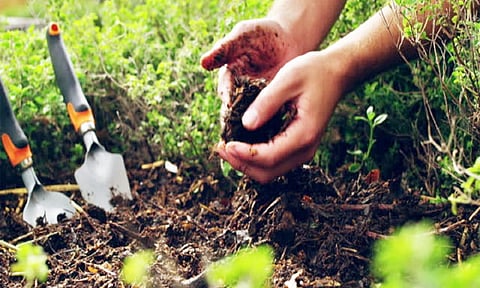 தோட்டக்கலை பயிர்களை பாதுகாப்பது எப்படி? -துணை இயக்குனர் விளக்கம்
