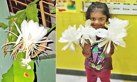 போடியில் பூத்த பிரம்ம கமல மலரை படத்தில் காணலாம்.