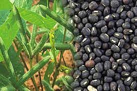 உளுந்து விதைப்பதற்கு முன் விதை பரிசோதனை அவசியம்