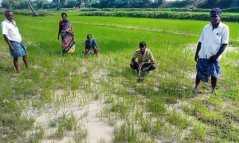 மாடுகள் மேய்ந்ததில் நாசமான நெற்பயிர்களை விவசாயிகன் வேதனையுடன் பார்வையிட்டனர்.