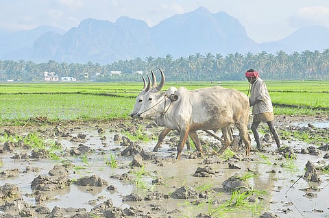 குமரி மாவட்டத்தில் கும்பப்பூ சாகுபடியில் விவசாயிகள் ஈடுபட்டு வருகின்றனர். நாகர்கோவில் திருப்பதிசாரம் பகுதியில் மாடு பூட்டி வயலை உழும் பணியில் ஈடுபட்டு வரும் விவசாயிகள்.