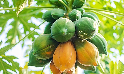 கோப்புபடம். 