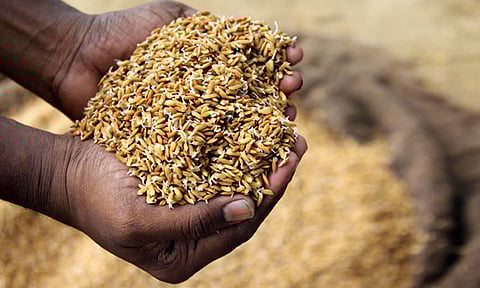 சான்றட்டை, விபர அட்டை பொருத்திய நெல் விதை உரிமம் பெற்ற விற்பனையாளரிடம் மட்டுமே வாங்க வேண்டும் - நெல்லை துணை இயக்குனர் அறிவுறுத்தல்