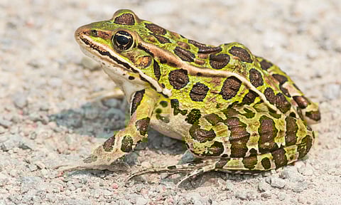 தவளைகளை கண்டால் படம் எடுத்து அனுப்புங்கள்- இயற்கை ஆர்வலர்கள் சங்கம் அழைப்பு