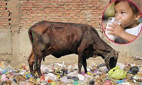 குப்பையை தின்று பால் தரும் பசுக்கள்: குழந்தைகளுக்கு வரும் பாதிப்புகள் என்னென்ன?