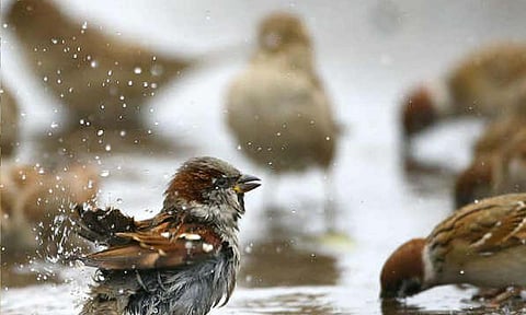 கோப்புபடம்.