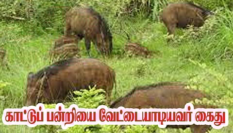 காட்டுப் பன்றியை வேட்டையாடியவர் கைது